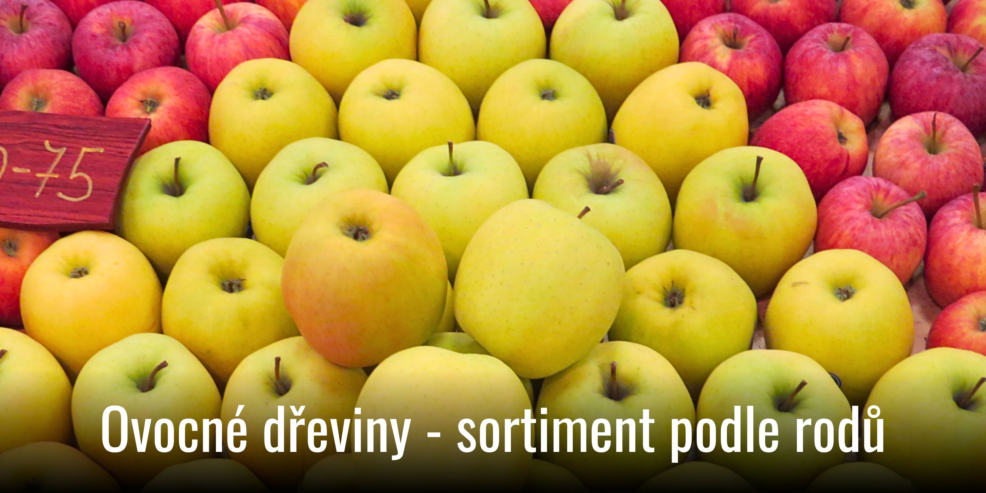 kategorie_Ovocne_rody 01OBm canva